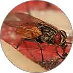 house fly control services in lahore
