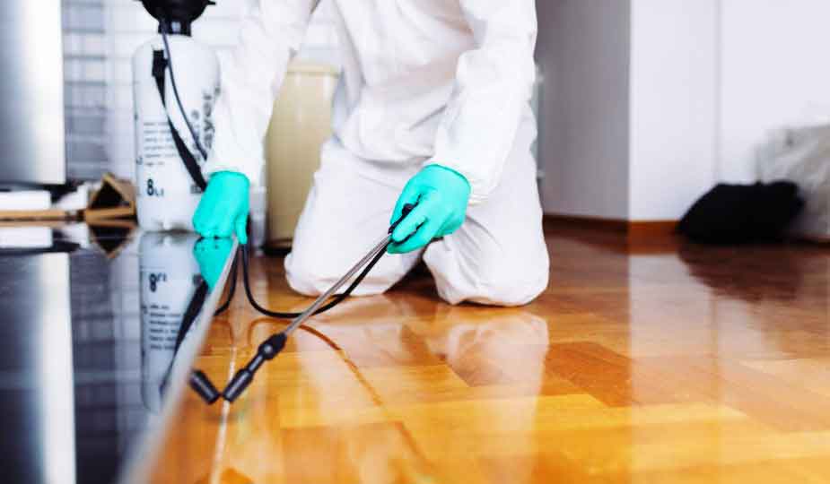 pest management services in lahore