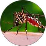 dengue control services in lahore