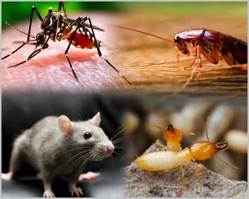 pest management services in lahore